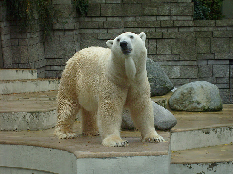 Eisbär Lars im Wuppertaler Zoo am 27. Oktober 2009