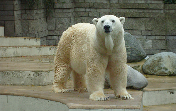 Eisbär im Wuppertaler Zoo am 27. Oktober 2009