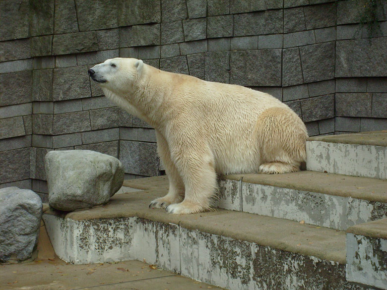 Eisbär Lars im Zoo Wuppertal am 27. Oktober 2009