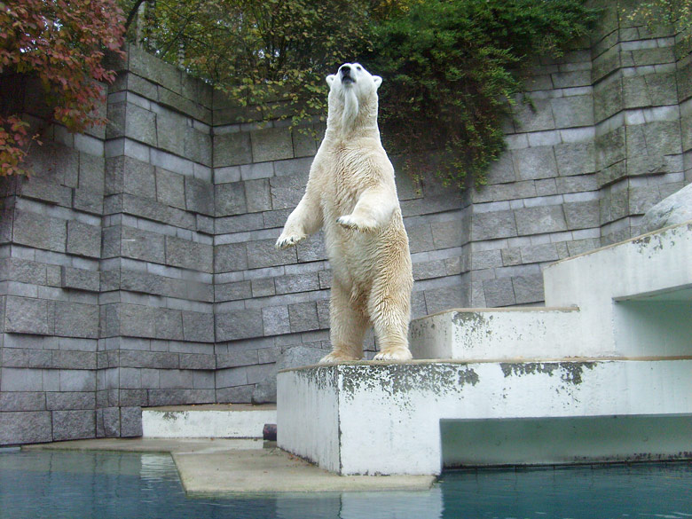 Eisbär Lars im Zoologischen Garten Wuppertal am 27. Oktober 2009