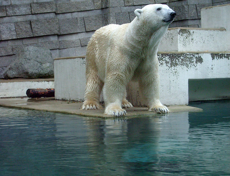 Eisbär Lars im Wuppertaler Zoo am 27. Oktober 2009