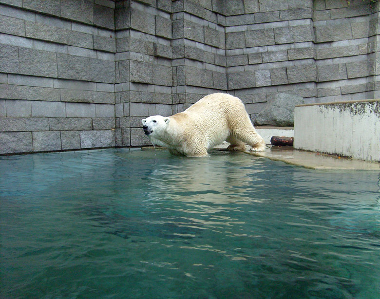 Eisbär Lars im Wuppertaler Zoo am 27. Oktober 2009