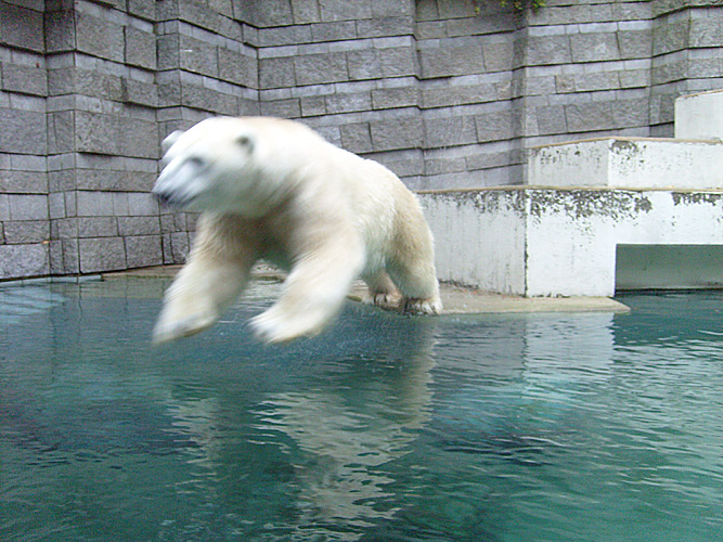 Eisbär Lars im Zoo Wuppertal am 27. Oktober 2009