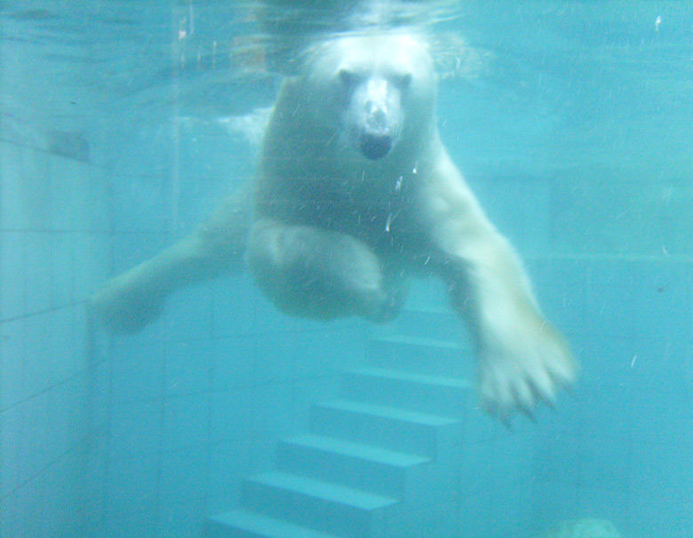 Eisbär Lars im Zoologischen Garten Wuppertal am 27. Oktober 2009