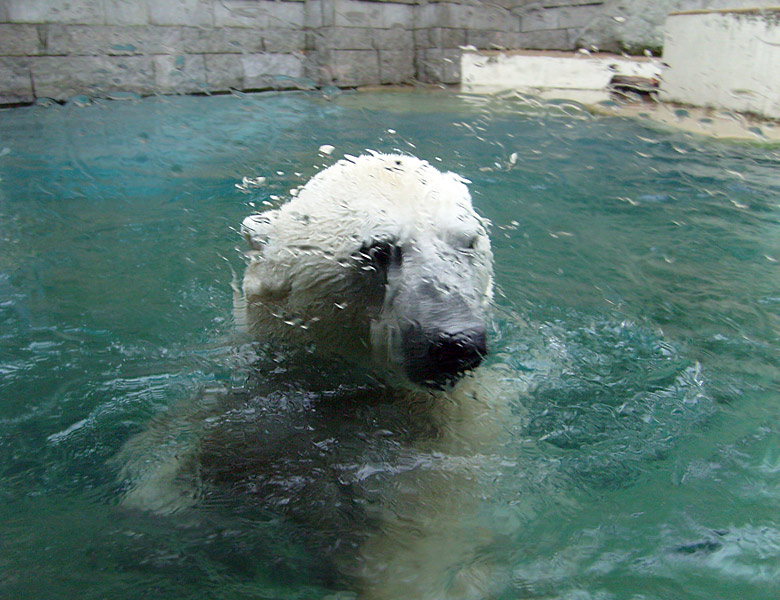 Eisbär Lars im Wuppertaler Zoo am 27. Oktober 2009