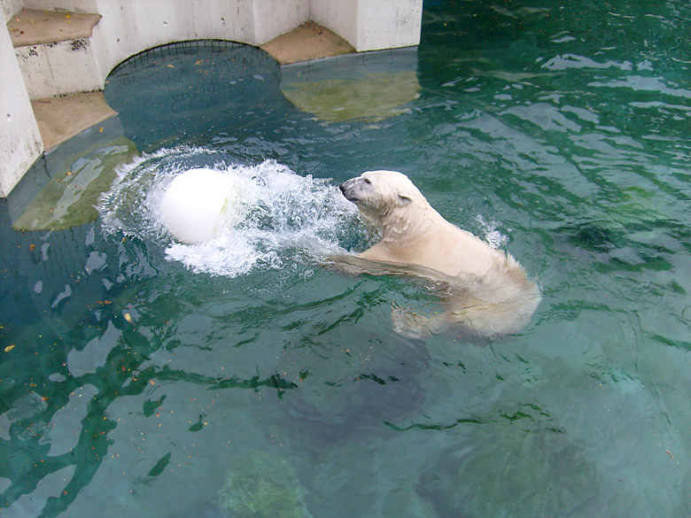 Eisbär Lars im Zoo Wuppertal am 27. Oktober 2009