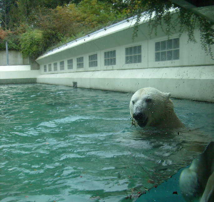 Eisbär Lars im Zoologischen Garten Wuppertal am 27. Oktober 2009