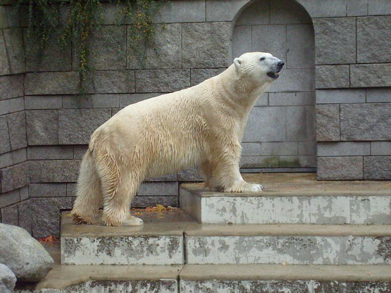 Eisbär Lars im Wuppertaler Zoo am 27. Oktober 2009