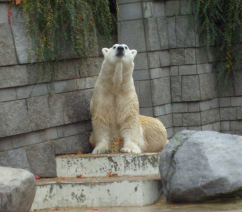 Eisbär Lars im Wuppertaler Zoo am 27. Oktober 2009