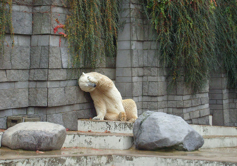 Eisbär Lars im Zoo Wuppertal am 27. Oktober 2009