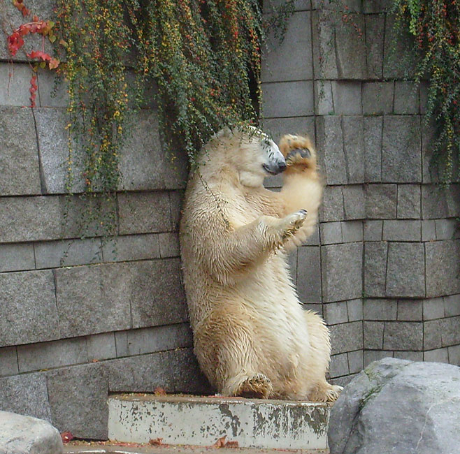 Eisbär Lars im Zoologischen Garten Wuppertal am 27. Oktober 2009