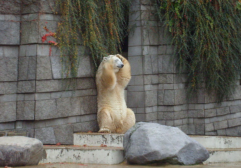 Eisbär Lars im Zoo Wuppertal am 27. Oktober 2009