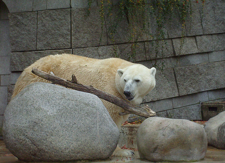 Eisbär Lars im Zoologischen Garten Wuppertal am 27. Oktober 2009