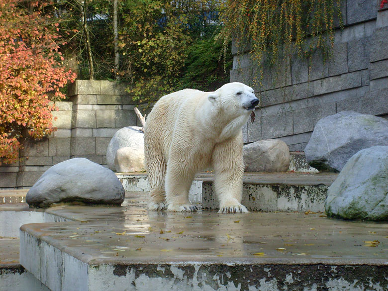 Eisbär Lars im Zoologischen Garten Wuppertal am 28. Oktober 2009