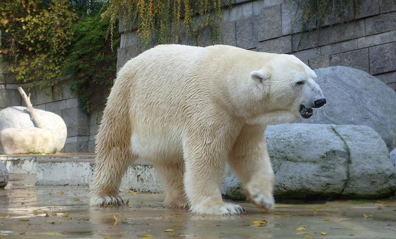 Eisbär Lars im Wuppertaler Zoo am 28. Oktober 2009