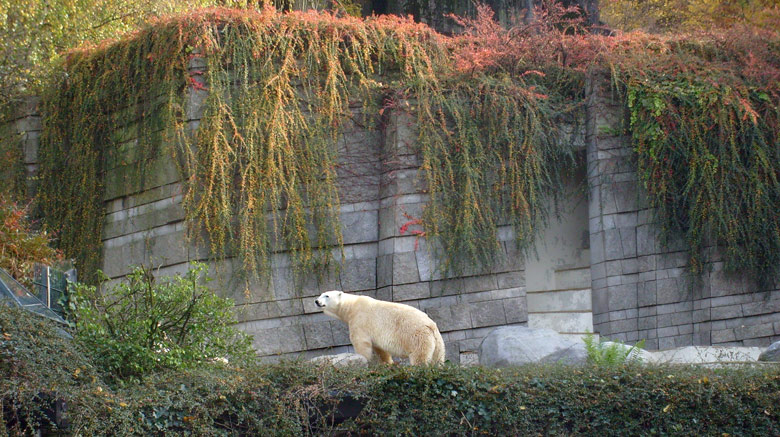 Eisbär Lars im Zoologischen Garten Wuppertal am 28. Oktober 2009