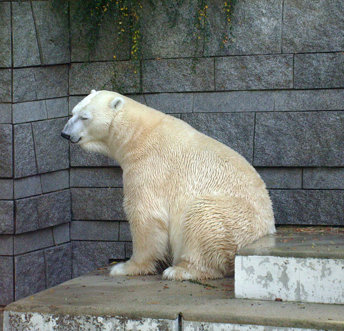 Eisbär Lars im Zoologischen Garten Wuppertal am 28. Oktober 2009