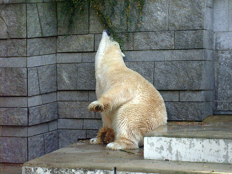 Eisbär Lars im Wuppertaler Zoo am 28. Oktober 2009