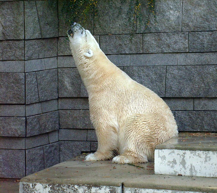 Eisbär Lars im Zoo Wuppertal am 28. Oktober 2009