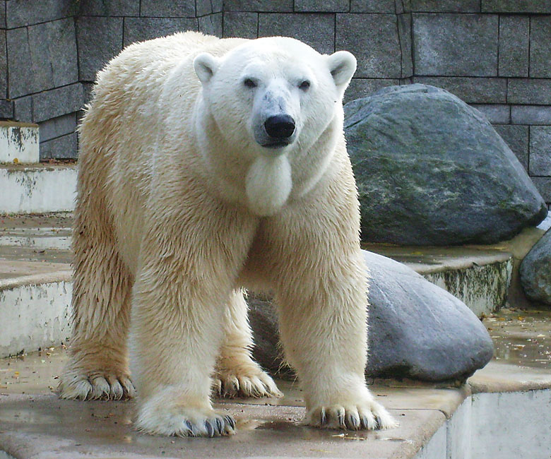 Eisbär Lars im Wuppertaler Zoo am 28. Oktober 2009