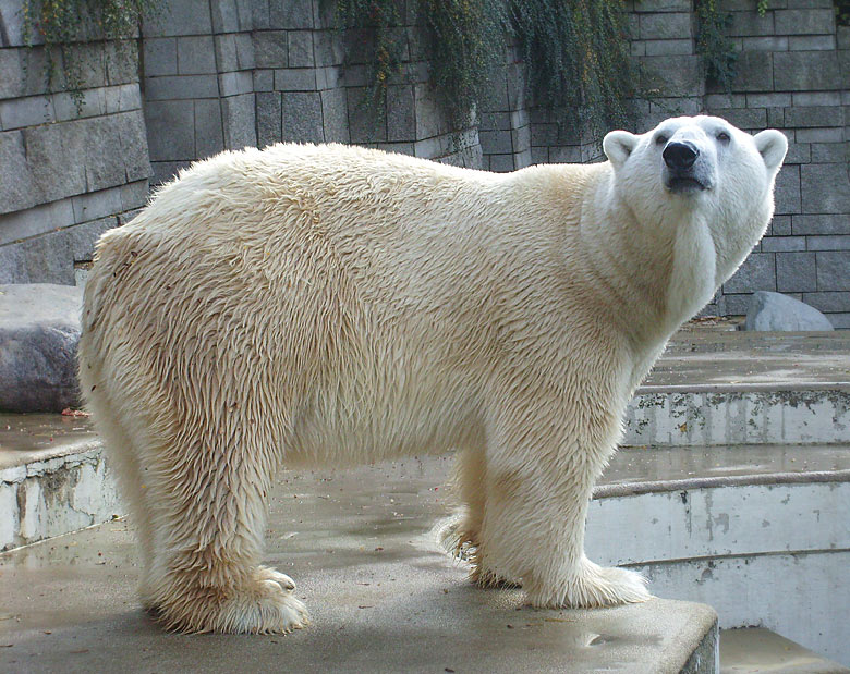 Eisbär Lars im Zoo Wuppertal am 28. Oktober 2009