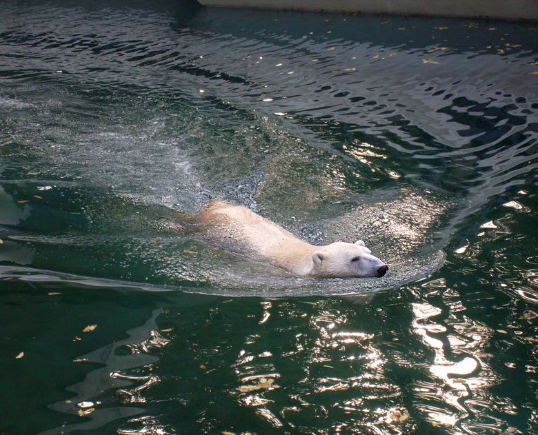 Eisbär Lars im Zoologischen Garten Wuppertal am 28. Oktober 2009