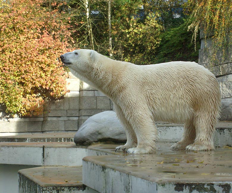 Eisbär Lars im Zoologischen Garten Wuppertal am 28. Oktober 2009