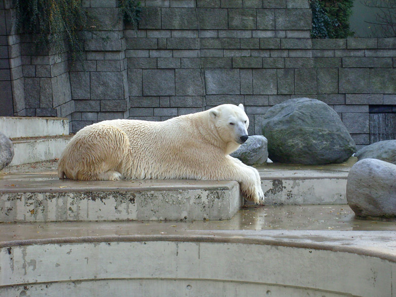 Eisbär Lars im Zoo Wuppertal am 28. Oktober 2009