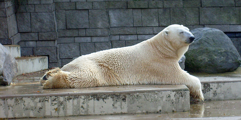 Eisbär Lars im Wuppertaler Zoo am 28. Oktober 2009