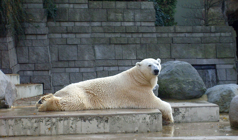 Eisbär Lars im Zoo Wuppertal am 28. Oktober 2009