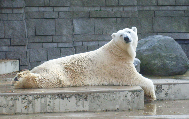 Eisbär Lars im Zoologischen Garten Wuppertal am 28. Oktober 2009