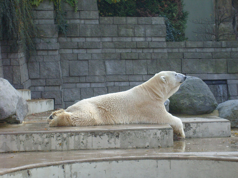 Eisbär Lars im Wuppertaler Zoo am 28. Oktober 2009