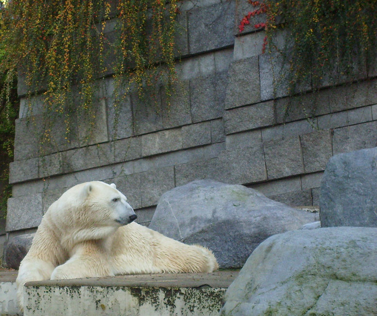 Eisbär Lars im Zoo Wuppertal am 28. Oktober 2009