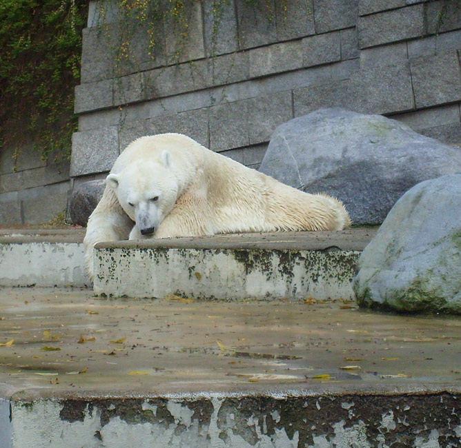 Eisbär Lars im Zoologischen Garten Wuppertal am 28. Oktober 2009