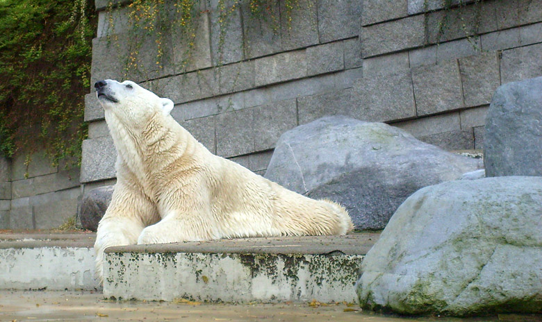 Eisbär Lars im Zoo Wuppertal am 28. Oktober 2009