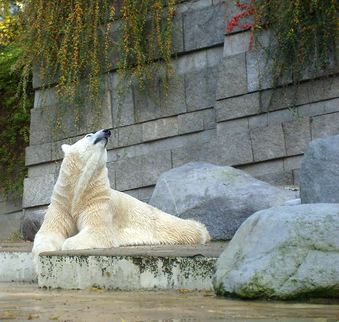 Eisbär Lars im Zoologischen Garten Wuppertal am 28. Oktober 2009