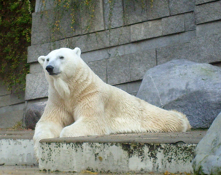 Eisbär Lars im Zoo Wuppertal am 28. Oktober 2009