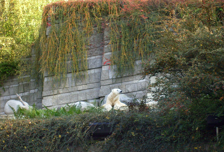 Eisbär Lars im Zoologischen Garten Wuppertal am 28. Oktober 2009