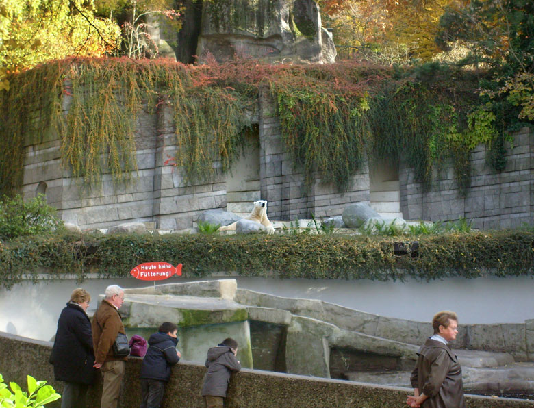 Eisbär Lars im Wuppertaler Zoo am 28. Oktober 2009