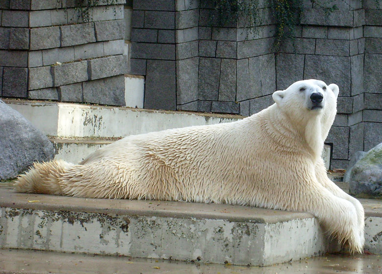 Eisbär Lars im Zoo Wuppertal am 28. Oktober 2009