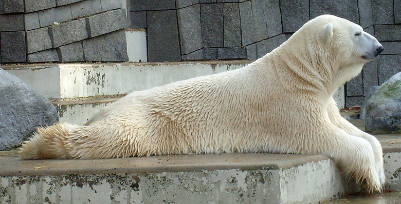 Eisbär Lars im Zoologischen Garten Wuppertal am 28. Oktober 2009