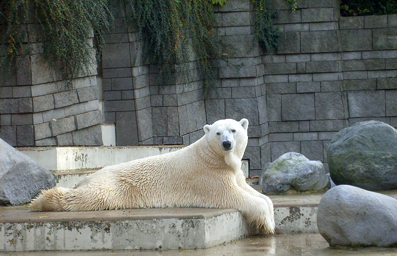 Eisbär Lars im Wuppertaler Zoo am 28. Oktober 2009