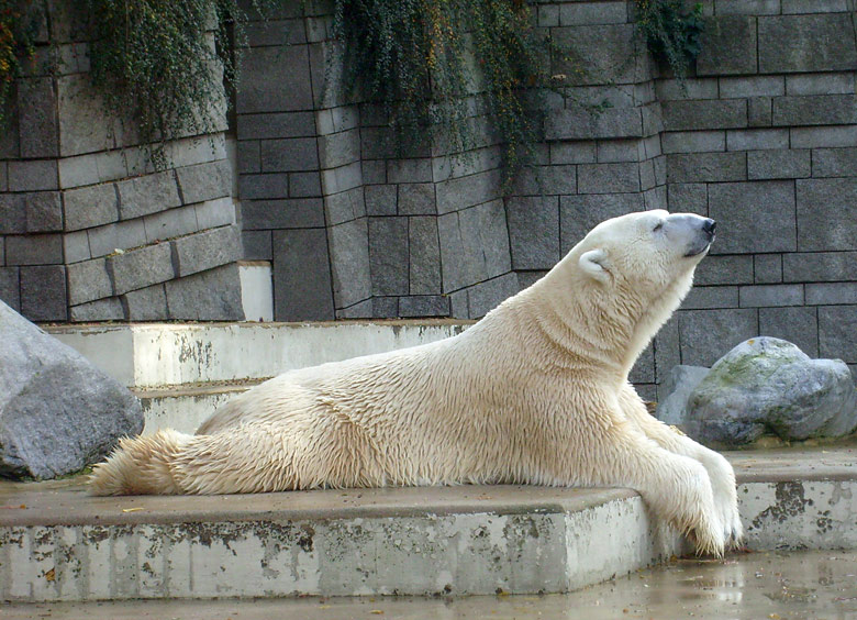 Eisbär Lars im Zoo Wuppertal am 28. Oktober 2009