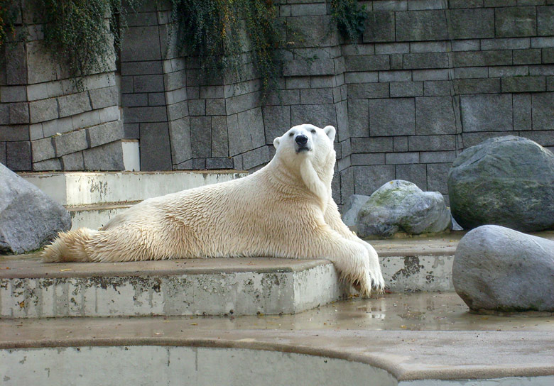 Eisbär Lars im Zoologischen Garten Wuppertal am 28. Oktober 2009