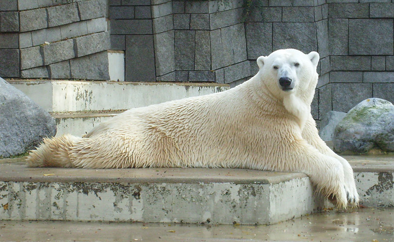 Eisbär Lars im Wuppertaler Zoo am 28. Oktober 2009
