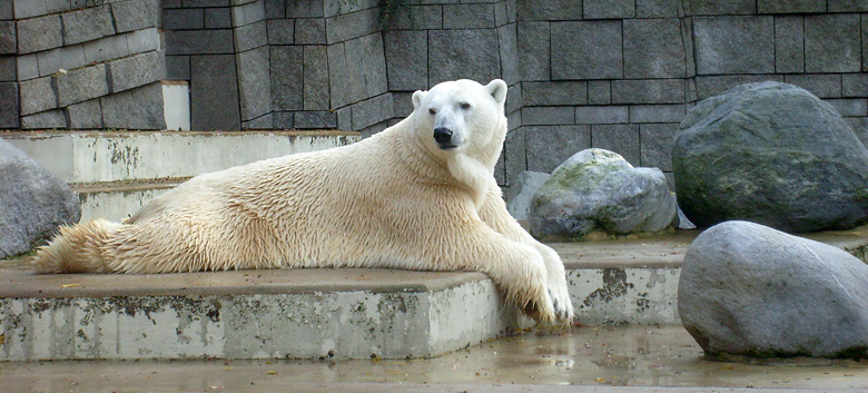 Eisbär Lars im Wuppertaler Zoo am 28. Oktober 2009