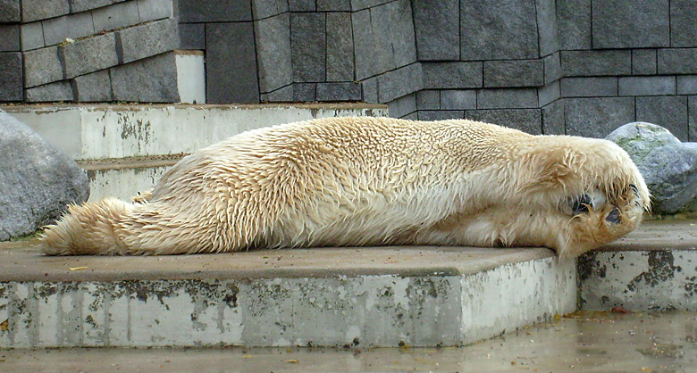 Eisbär Lars im Zoologischen Garten Wuppertal am 28. Oktober 2009