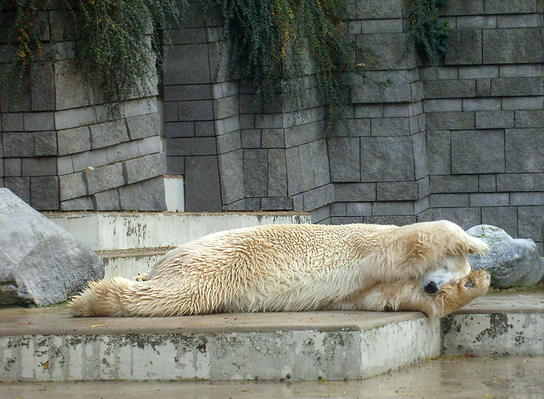 Eisbär Lars im Wuppertaler Zoo am 28. Oktober 2009