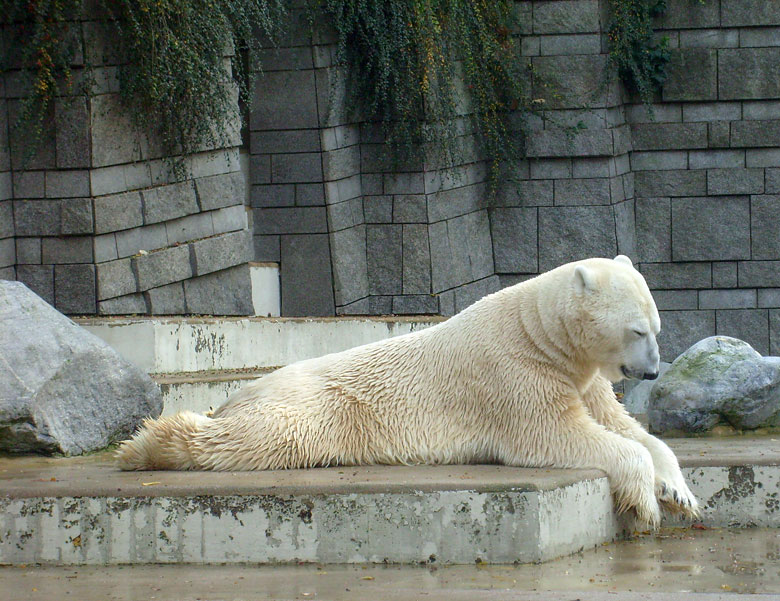 Eisbär Lars im Zoo Wuppertal am 28. Oktober 2009