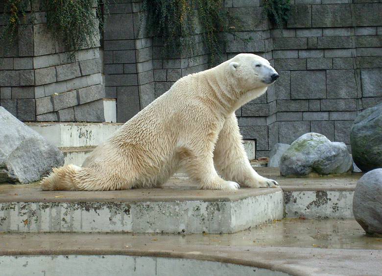 Eisbär Lars im Zoologischen Garten Wuppertal am 28. Oktober 2009